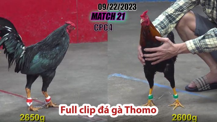 CPC4- TRẬN 21 | đá gà Thomo | 09/22/2023