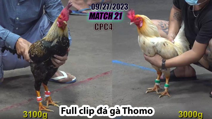 CPC4- TRẬN 22| đá gà Thomo | 09/27/2023