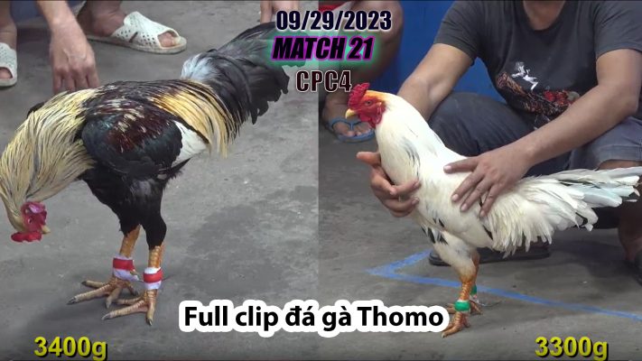 CPC4- TRẬN 21 | đá gà Thomo | 09/29/2023