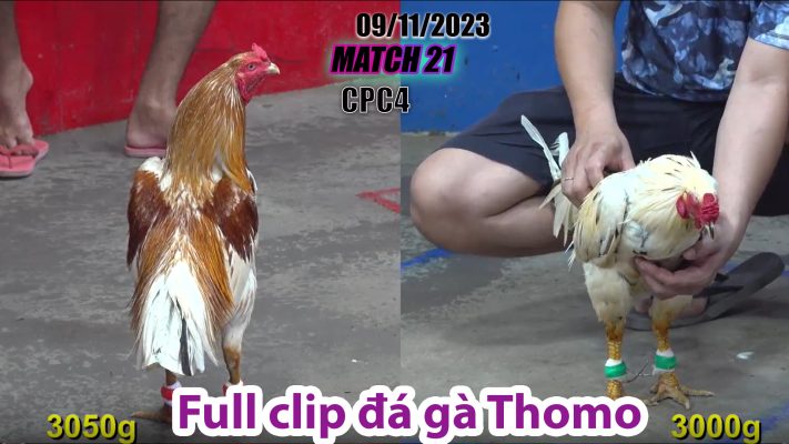 CPC4- TRẬN 21 | đá gà Thomo | 09/11/2023