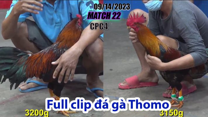 CPC4- TRẬN 22| đá gà Thomo | 09/14/2023