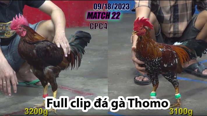 CPC4- TRẬN 22| đá gà Thomo | 09/18/2023