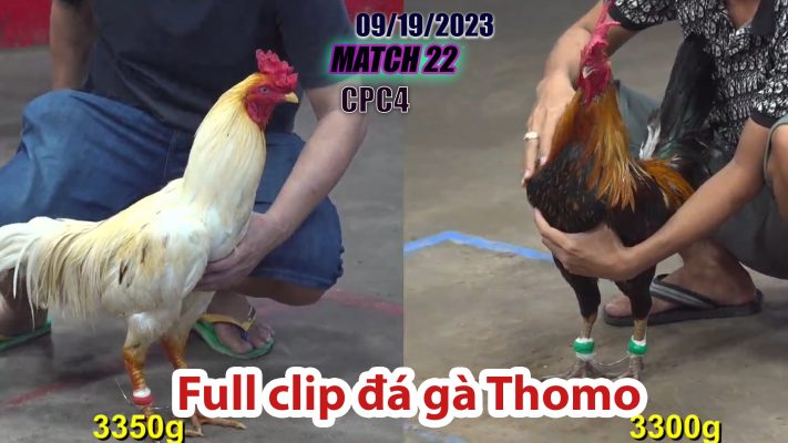 CPC4- TRẬN 22 | đá gà Thomo | 09/19/2023