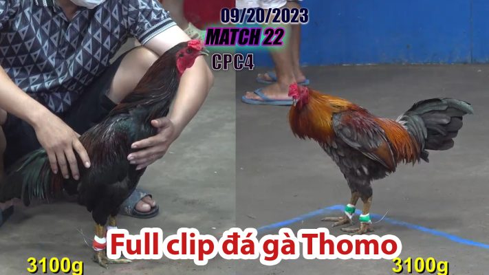 CPC4- TRẬN 22| đá gà Thomo | 09/20/2023