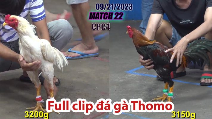 CPC4- TRẬN 22| đá gà Thomo | 09/21/2023