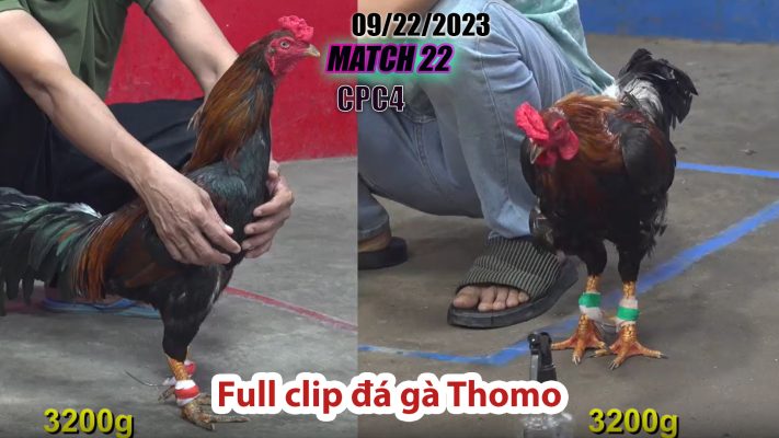 CPC4- TRẬN 22 | đá gà Thomo | 09/22/2023