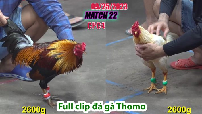 CPC4- TRẬN 22 | đá gà Thomo | 09/25/2023