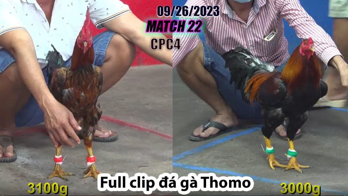 CPC4- TRẬN 22 | đá gà Thomo | 09/26/2023