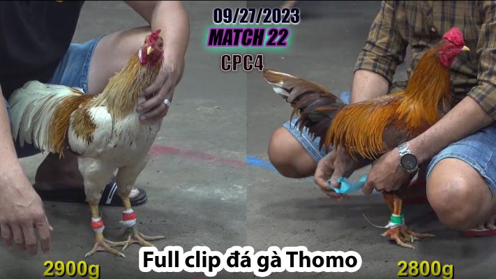 CPC4- TRẬN 22| đá gà Thomo | 09/27/2023