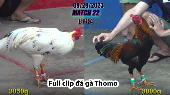 CPC4- TRẬN 22| đá gà Thomo | 09/29/2023