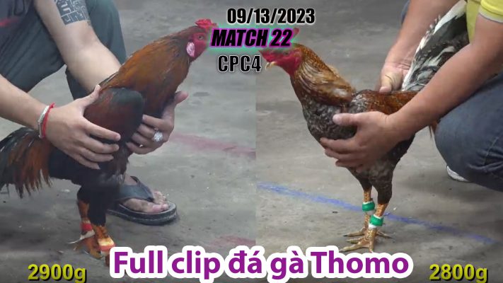 CPC4- TRẬN 22| đá gà Thomo | 09/13/2023