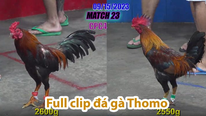 CPC4- TRẬN 23| đá gà Thomo | 09/15/2023