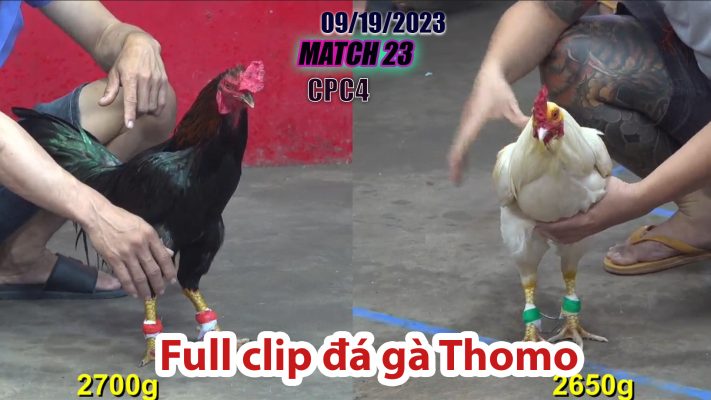 CPC4- TRẬN 23| đá gà Thomo | 09/19/2023