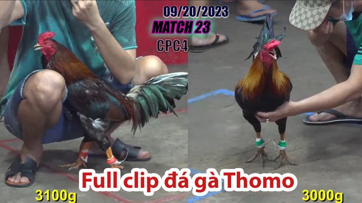 CPC4- TRẬN 23| đá gà Thomo | 09/20/2023