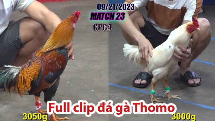 CPC4- TRẬN 23| đá gà Thomo | 09/21/2023