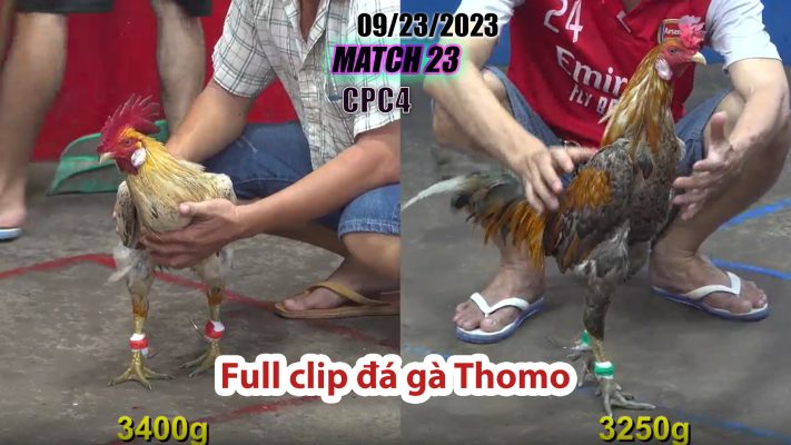 CPC4- TRẬN 23| đá gà Thomo | 09/23/2023