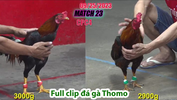 CPC4- TRẬN 23| đá gà Thomo | 09/25/2023