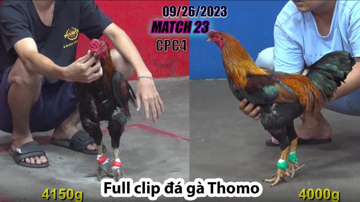 CPC4- TRẬN 23| đá gà Thomo | 09/26/2023