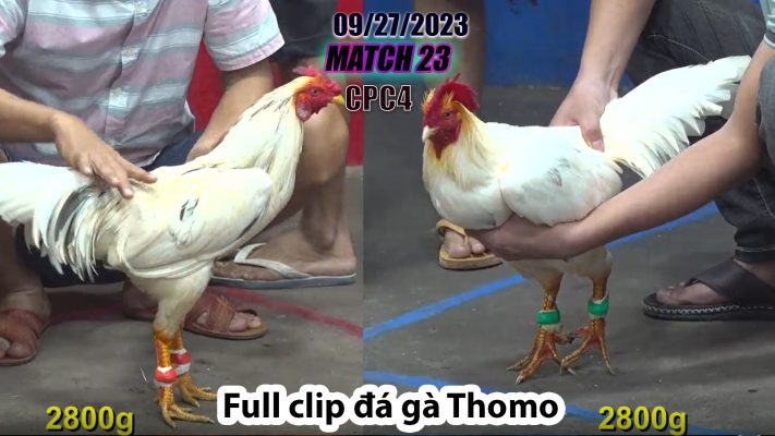 CPC4- TRẬN 23| đá gà Thomo | 09/27/2023