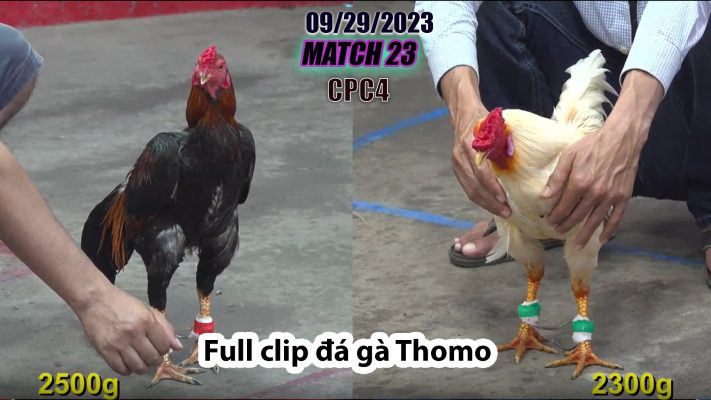 CPC4- TRẬN 23| đá gà Thomo | 09/29/2023