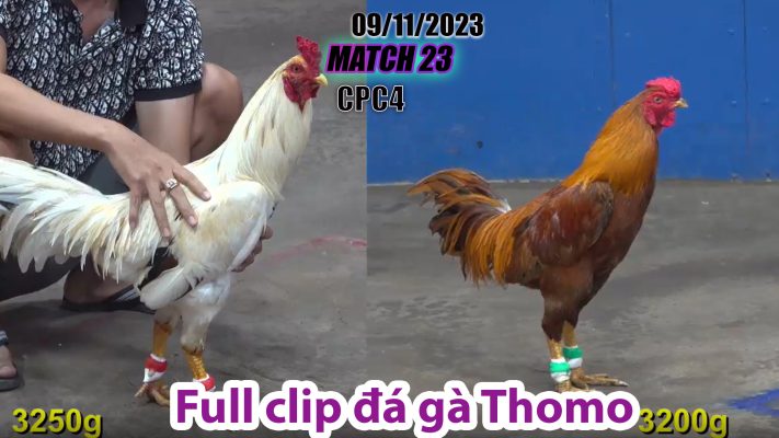 CPC4- TRẬN 23| đá gà Thomo | 09/11/2023