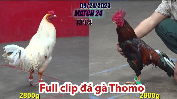 CPC4- TRẬN 24| đá gà Thomo | 09/21/2023