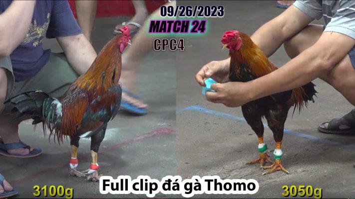 CPC4- TRẬN 24| đá gà Thomo | 09/26/2023