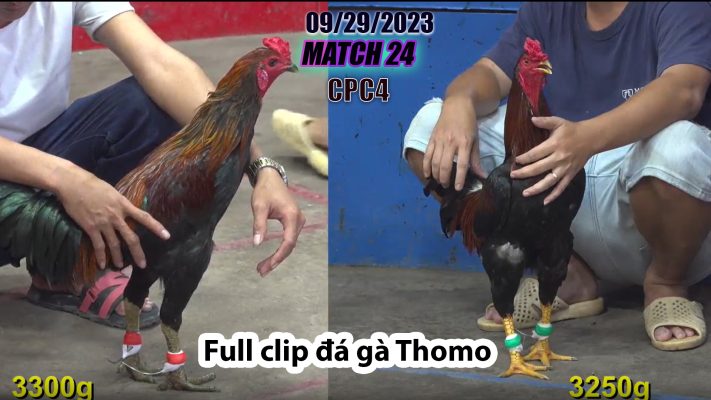 CPC4- TRẬN 24| đá gà Thomo | 09/29/2023