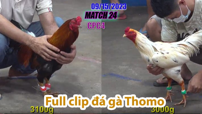 CPC4- TRẬN 24| đá gà Thomo | 09/15/2023