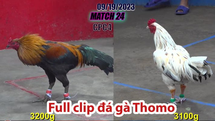 CPC4- TRẬN 24| đá gà Thomo | 09/19/2023