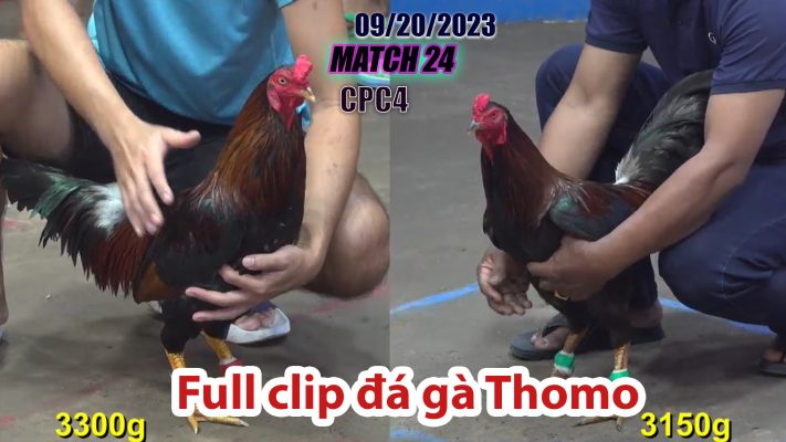 CPC4- TRẬN 24| đá gà Thomo | 09/20/2023