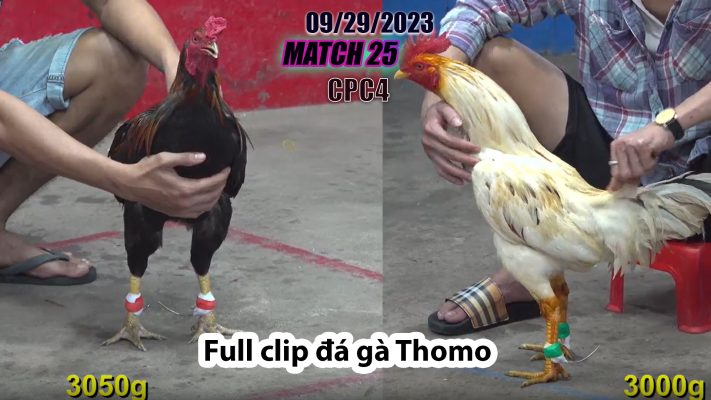 CPC4- TRẬN 25| đá gà Thomo | 09/29/2023