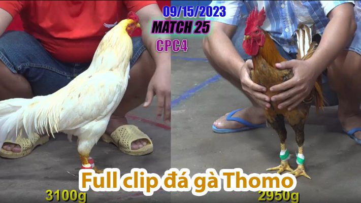 CPC4- TRẬN 25| đá gà Thomo | 09/15/2023