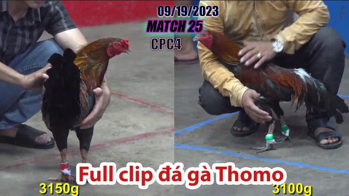 CPC4- TRẬN 25| đá gà Thomo | 09/19/2023