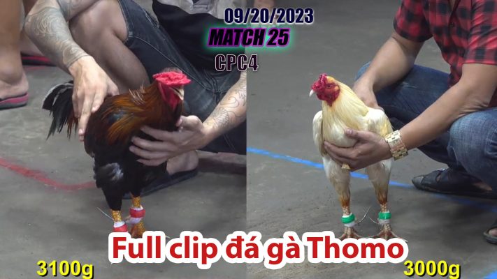 CPC4- TRẬN 25| đá gà Thomo | 09/20/2023