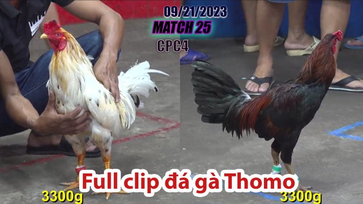 CPC4- TRẬN 25| đá gà Thomo | 09/21/2023