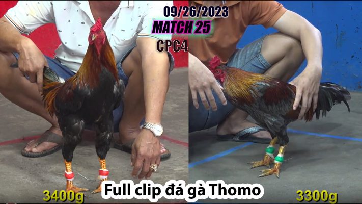 CPC4- TRẬN 25 | đá gà Thomo | 09/26/2023