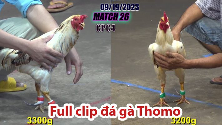 CPC4- TRẬN 26| đá gà Thomo | 09/19/2023