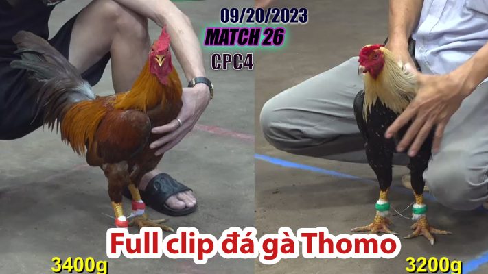 CPC4- TRẬN 26| đá gà Thomo | 09/20/2023