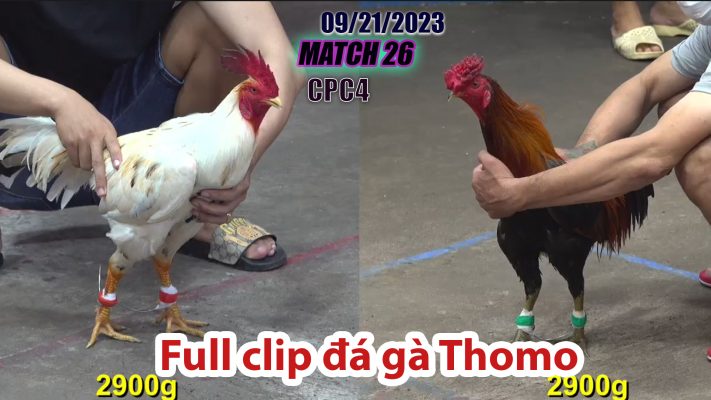 CPC4- TRẬN 26| đá gà Thomo | 09/21/2023