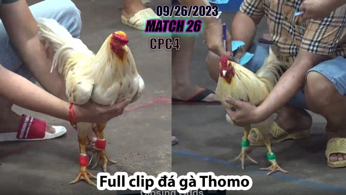 CPC4- TRẬN 26| đá gà Thomo | 09/26/2023