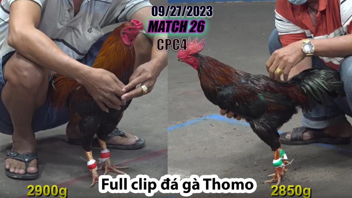 CPC4- TRẬN 26| đá gà Thomo | 09/27/2023