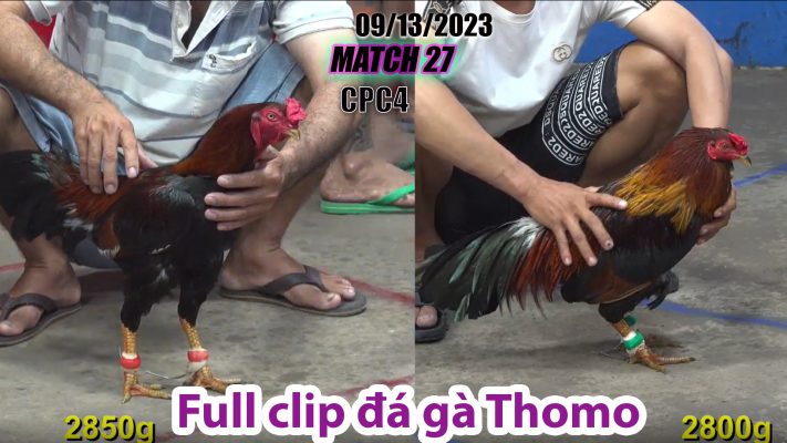 CPC4- TRẬN 27| đá gà Thomo | 09/13/2023