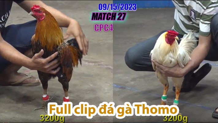 CPC4- TRẬN 27| đá gà Thomo | 09/15/2023