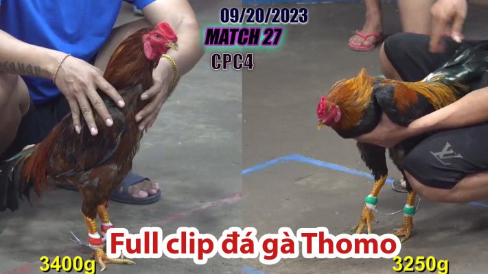 CPC4- TRẬN 27| đá gà Thomo | 09/20/2023