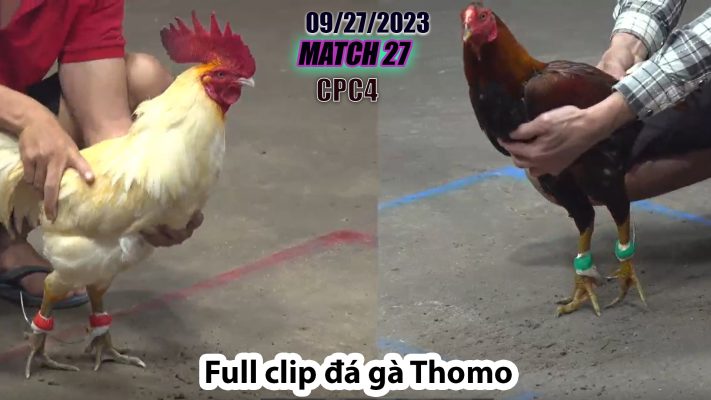 CPC4- TRẬN 27| đá gà Thomo | 09/27/2023