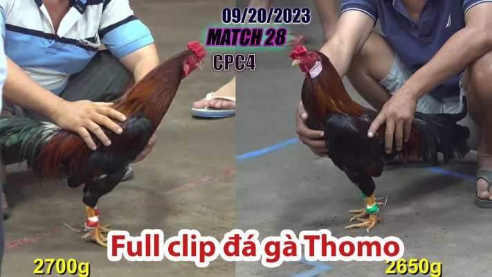 CPC4- TRẬN 28| đá gà Thomo | 09/20/2023