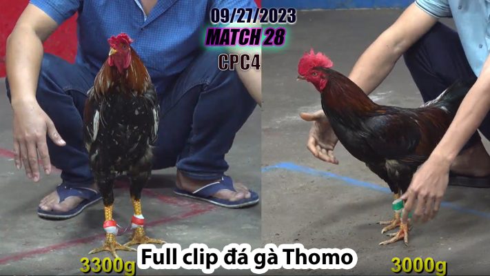 CPC4- TRẬN 28 | đá gà Thomo | 09/27/2023