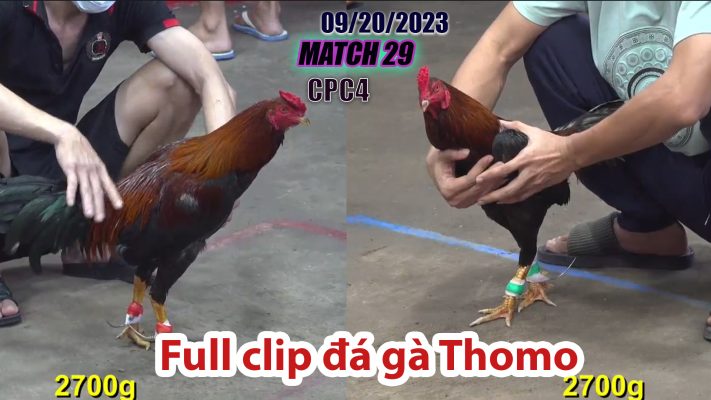 CPC4- TRẬN 29| đá gà Thomo | 09/20/2023