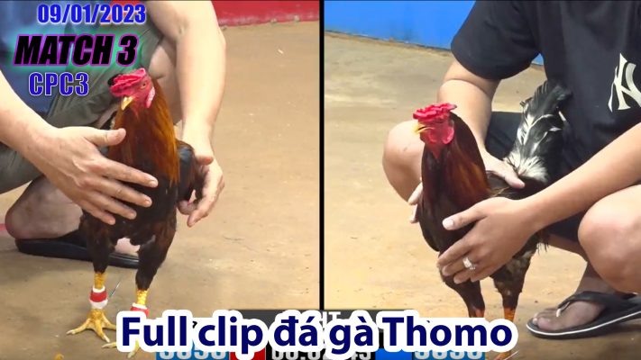 CPC3- TRẬN 3| đá gà Thomo | 09/01/2023